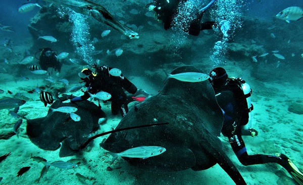 Wycieczka Nurkowanie po polsku