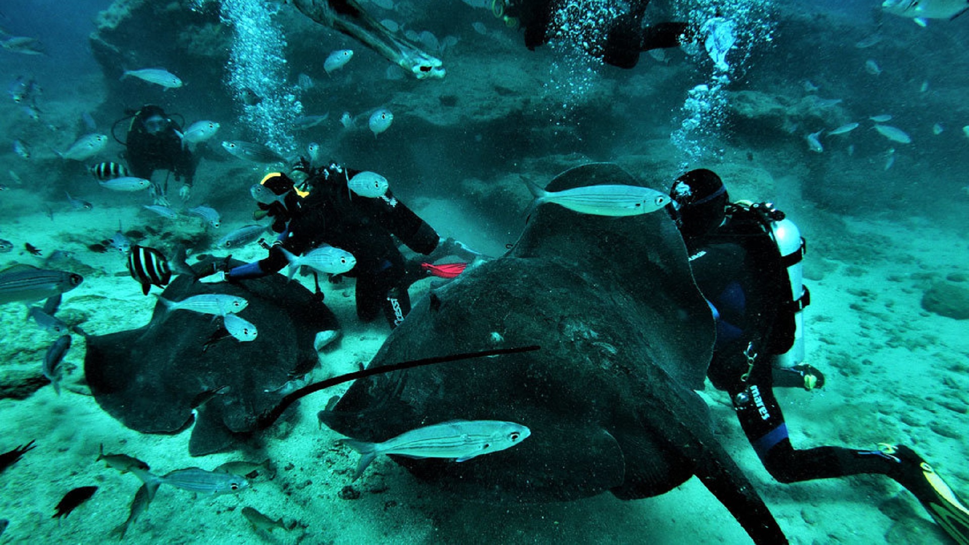 Wycieczka Nurkowanie po polsku - obrazek 2