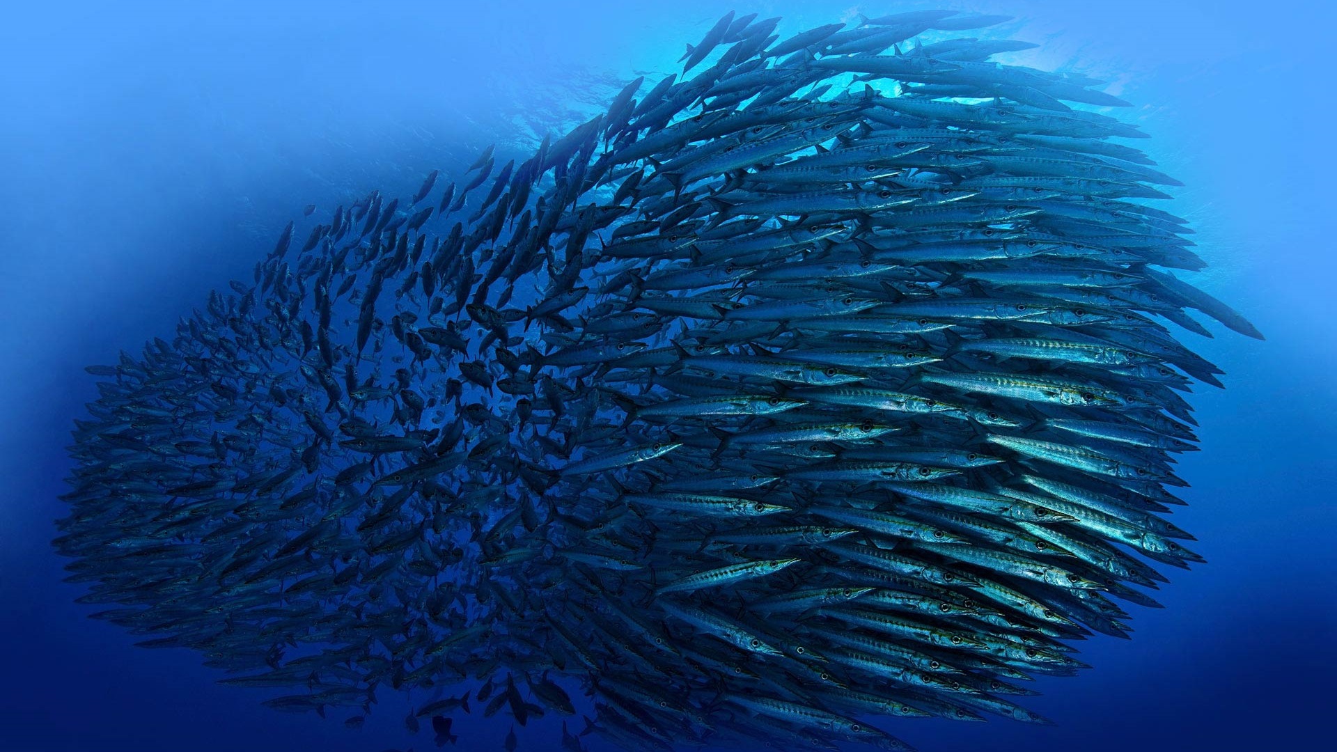 Wycieczka Nurkowanie po polsku - obrazek 4