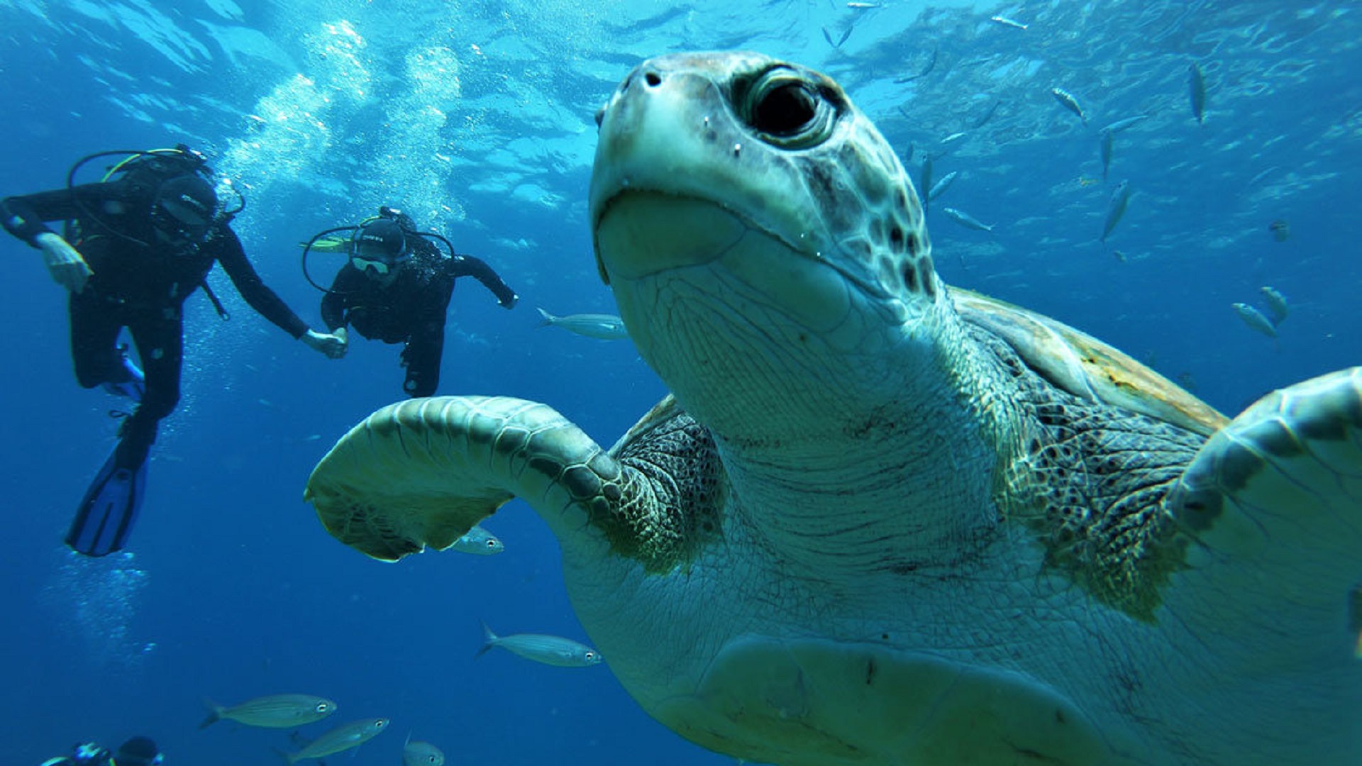 Wycieczka Nurkowanie po polsku - obrazek 6
