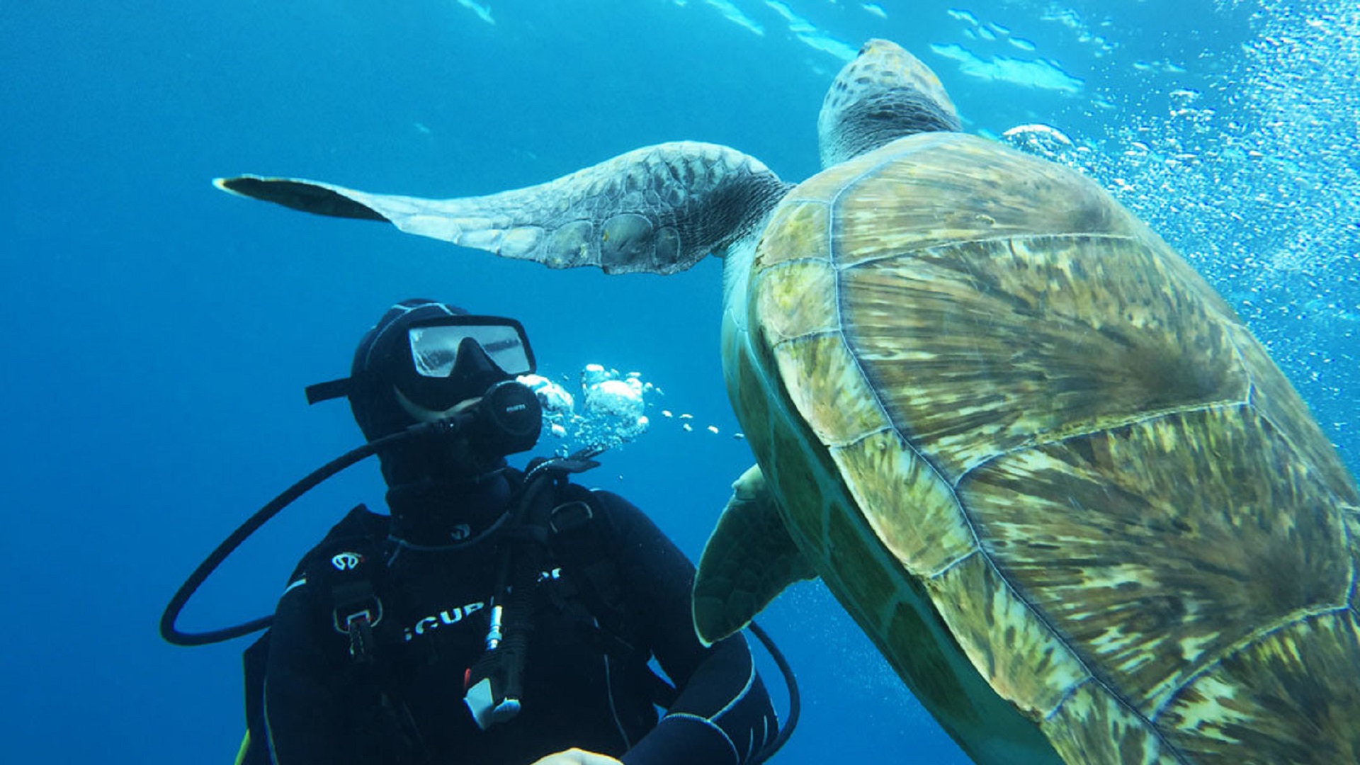 Wycieczka Nurkowanie po polsku - obrazek 8