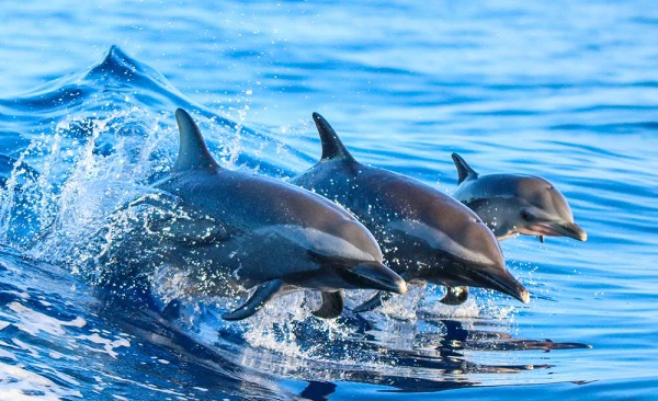 Rejs z Delfinami na Gran Canarii