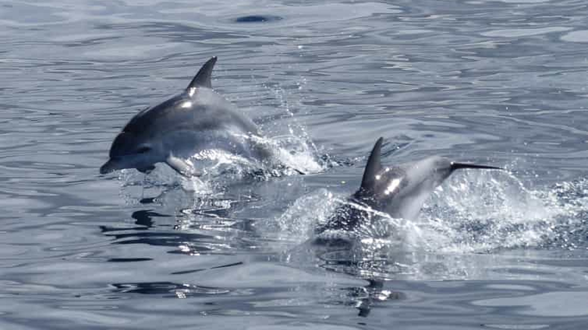 Rejs z Delfinami - obrazek 3