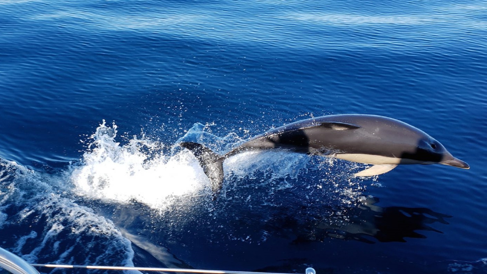 Rejs z Delfinami - obrazek 7