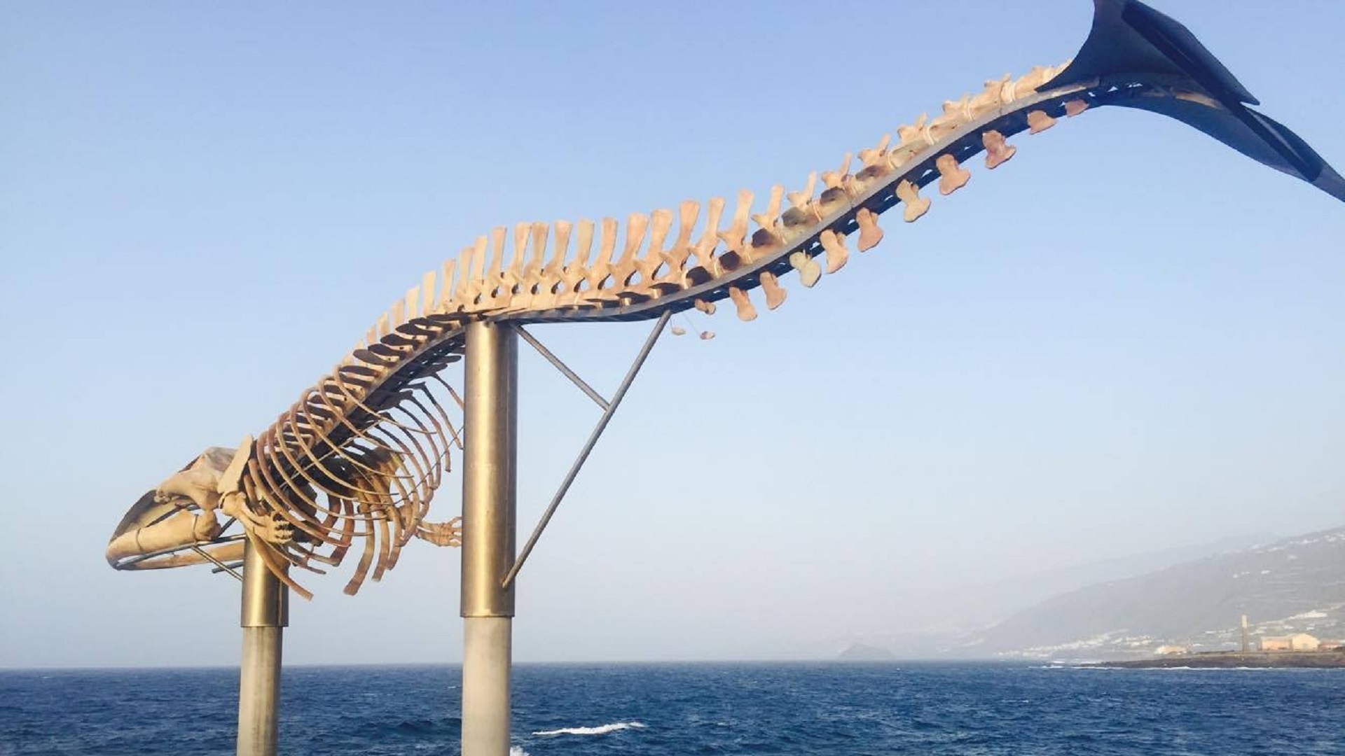 Pakiet 2 wycieczek + rejs z delfinami - obrazek 2