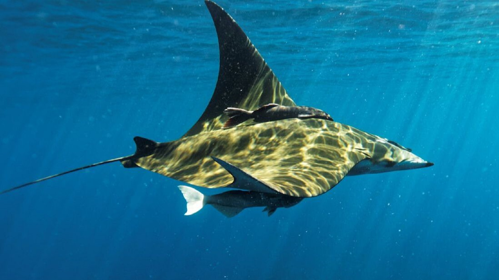 Wycieczka nurkowanie na La Palmie - obrazek 2