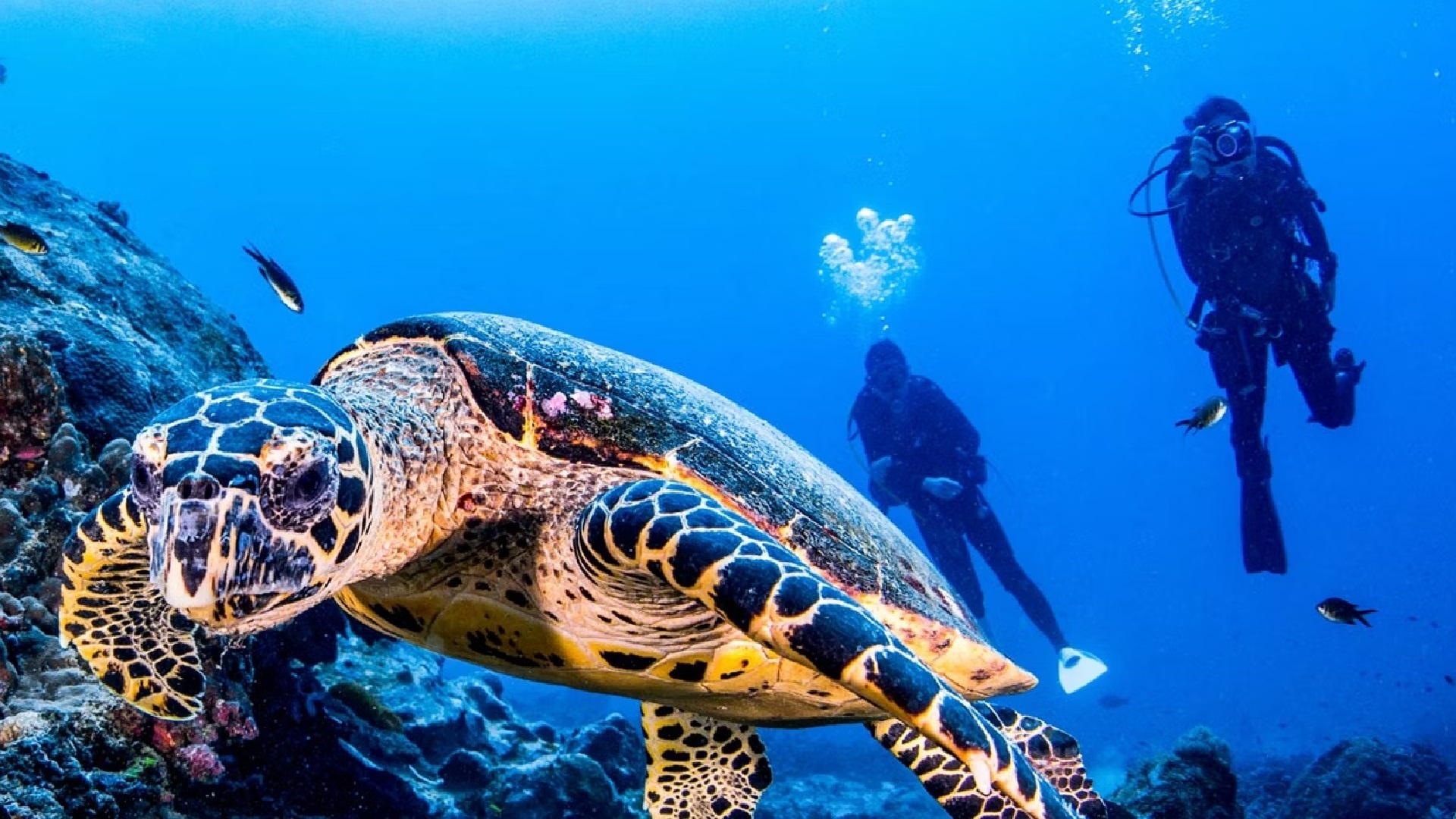Wycieczka nurkowanie na La Palmie - obrazek 3