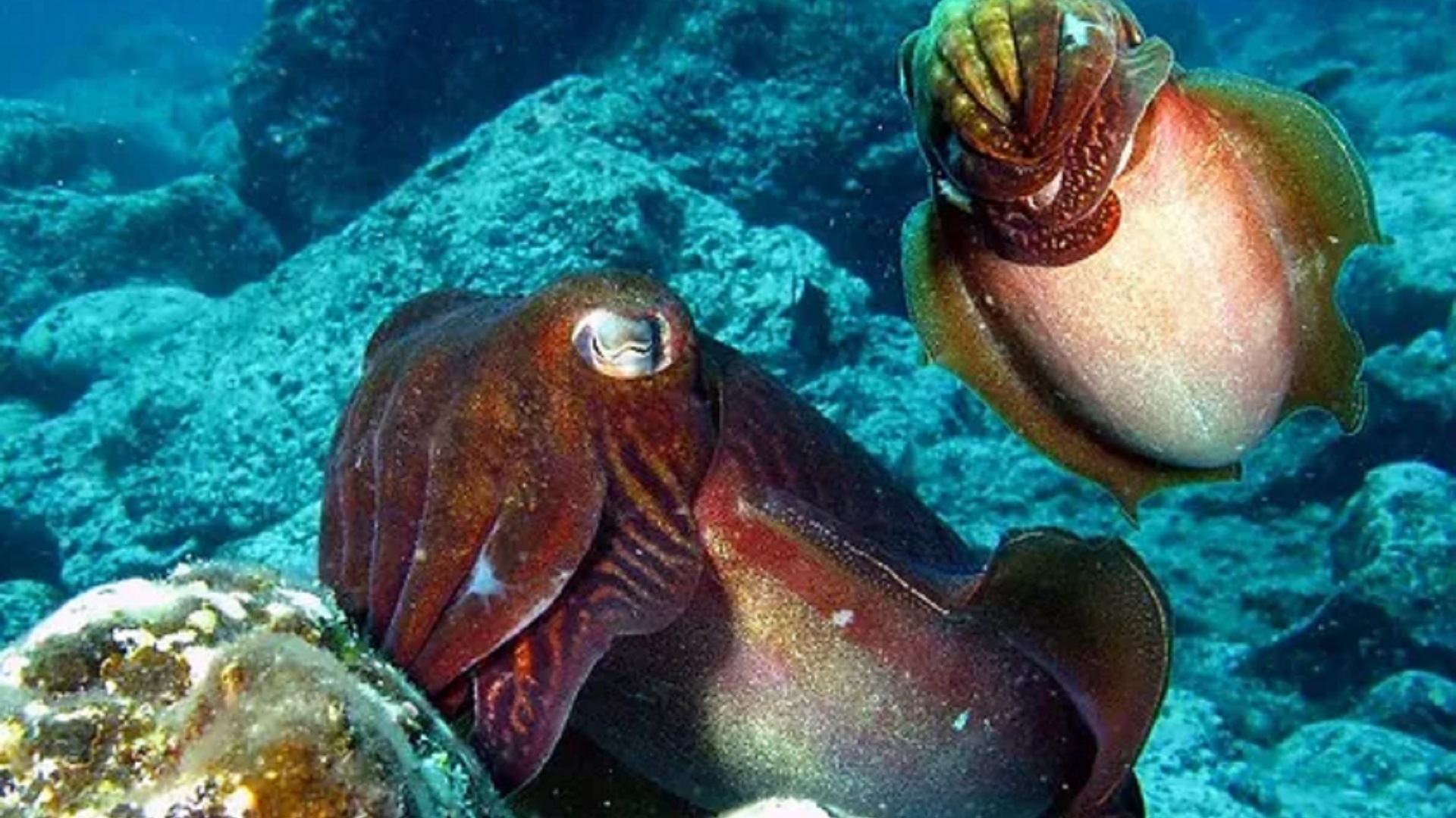 Wycieczka nurkowanie na La Palmie - obrazek 5