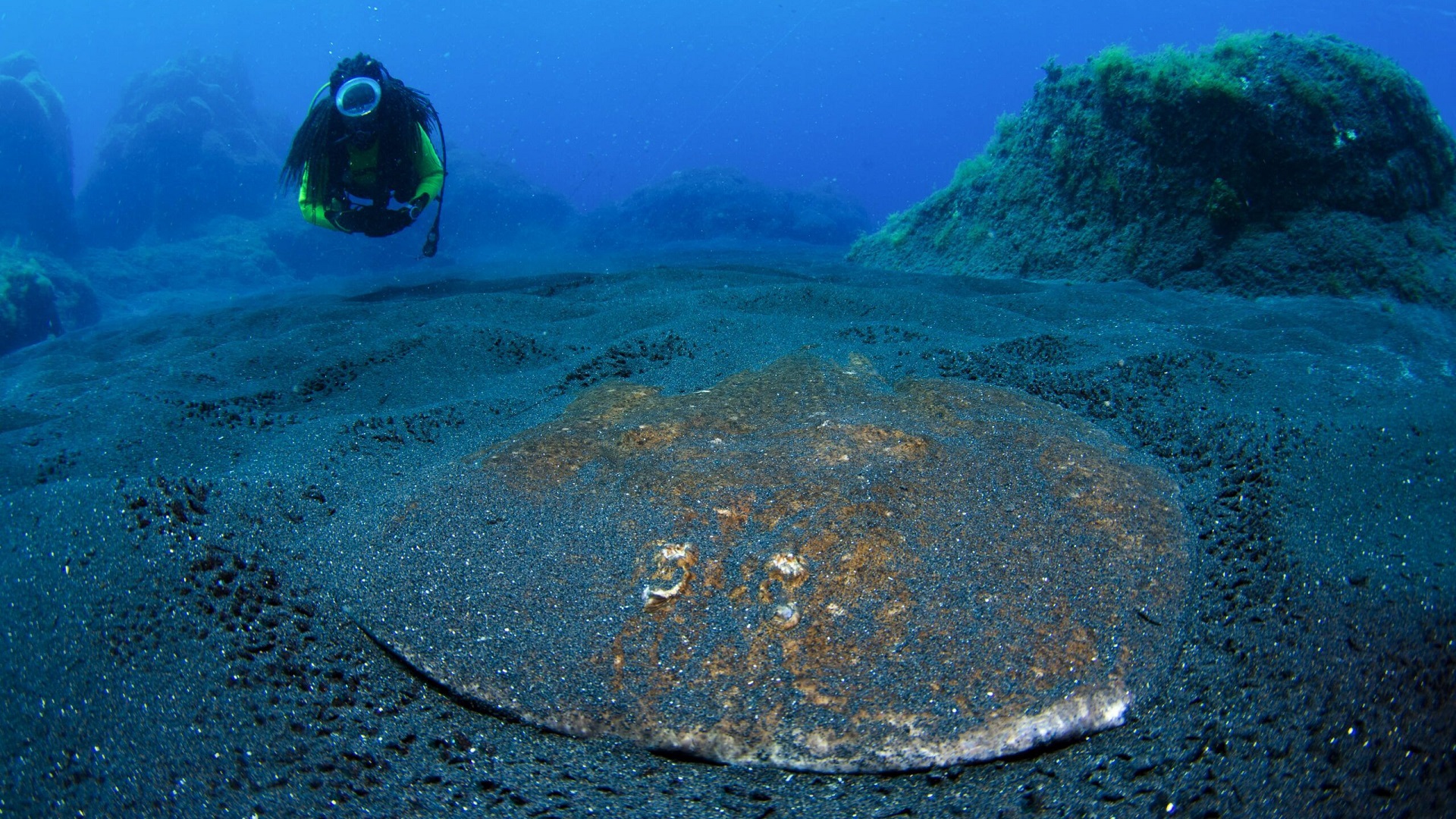 Wycieczka nurkowanie na La Palmie - obrazek 8