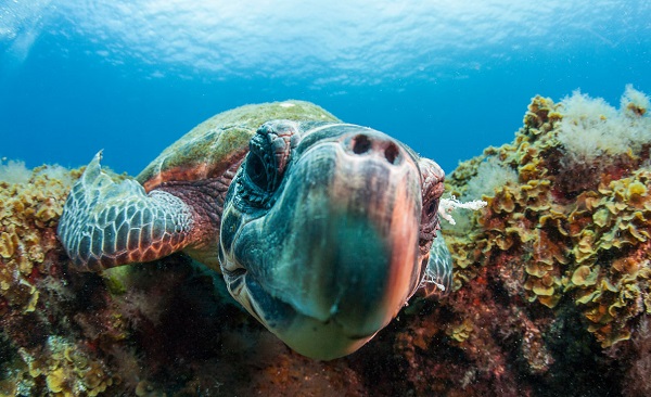Wycieczka nurkowanie na La Palmie