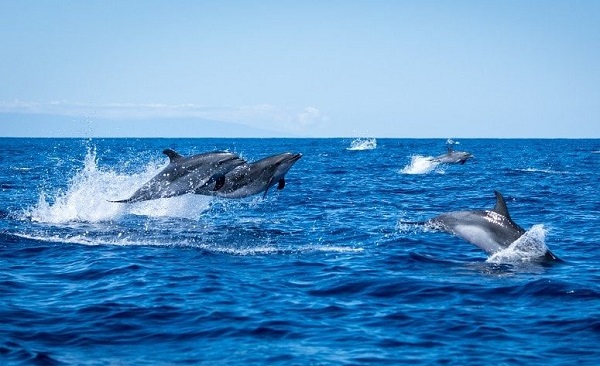 Rejs z Delfinami na La Palmie