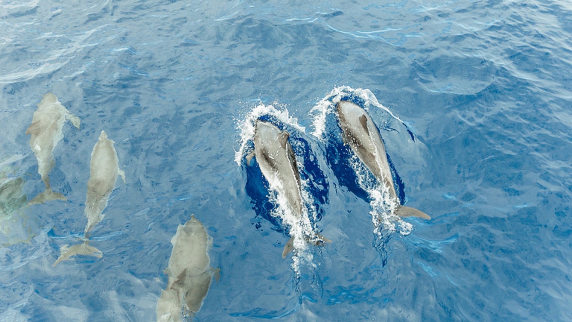 Rejs z Delfinami na La Palmie - obrazek 2