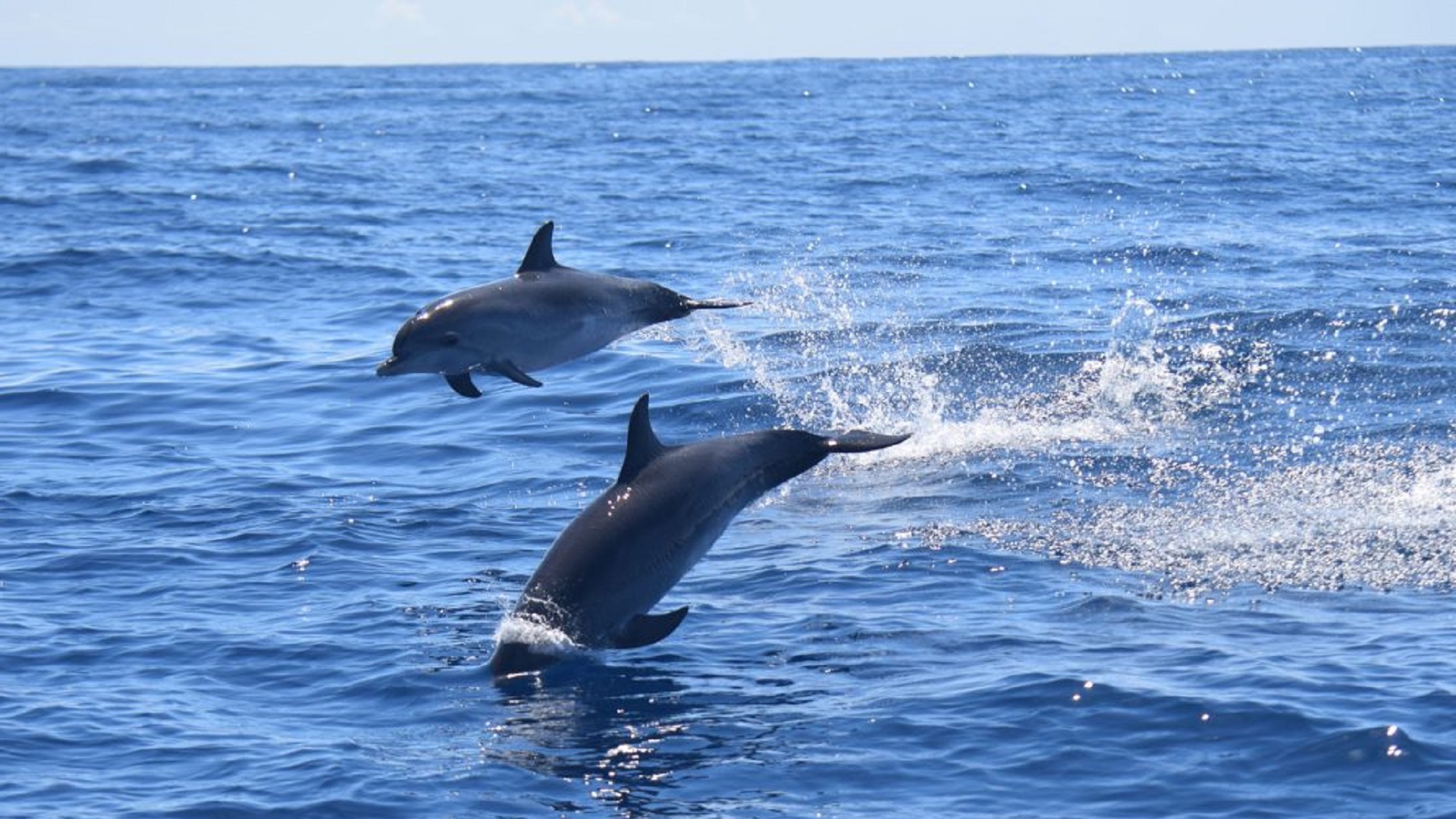 Rejs z Delfinami na La Palmie - obrazek 4