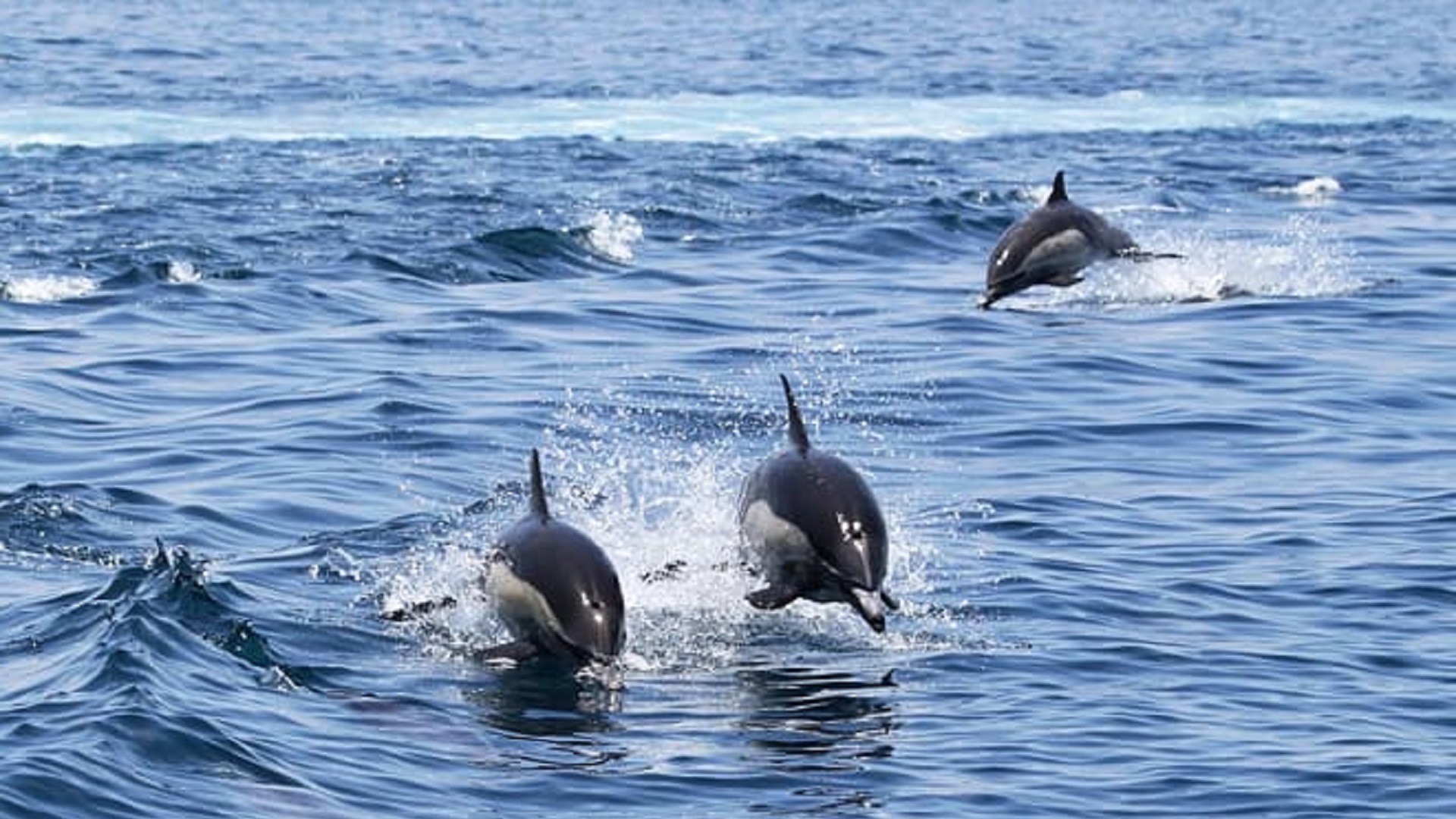 Rejs z Delfinami na La Palmie - obrazek 6