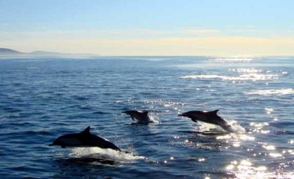 Rejs z Delfinami na Fuerteventura