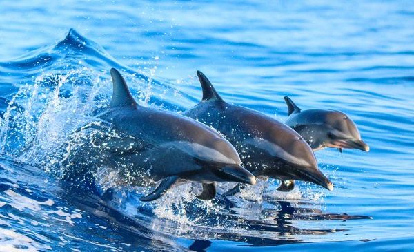 Rejs z Delfinami na Gran Canarii