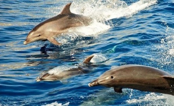 Rejs z Delfinami na Lanzarote